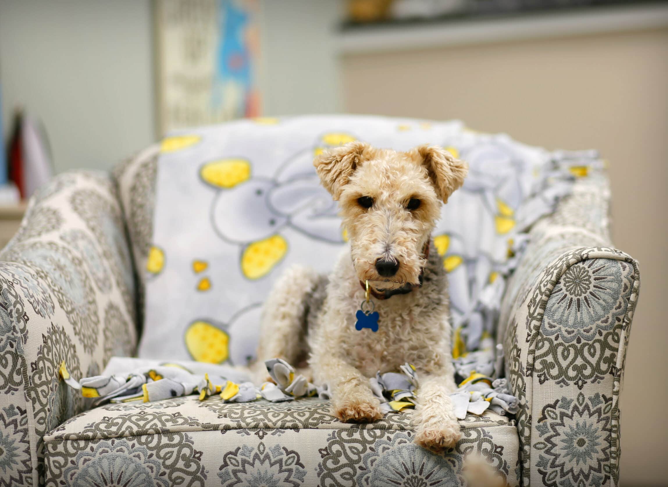 young at heart dog on couch