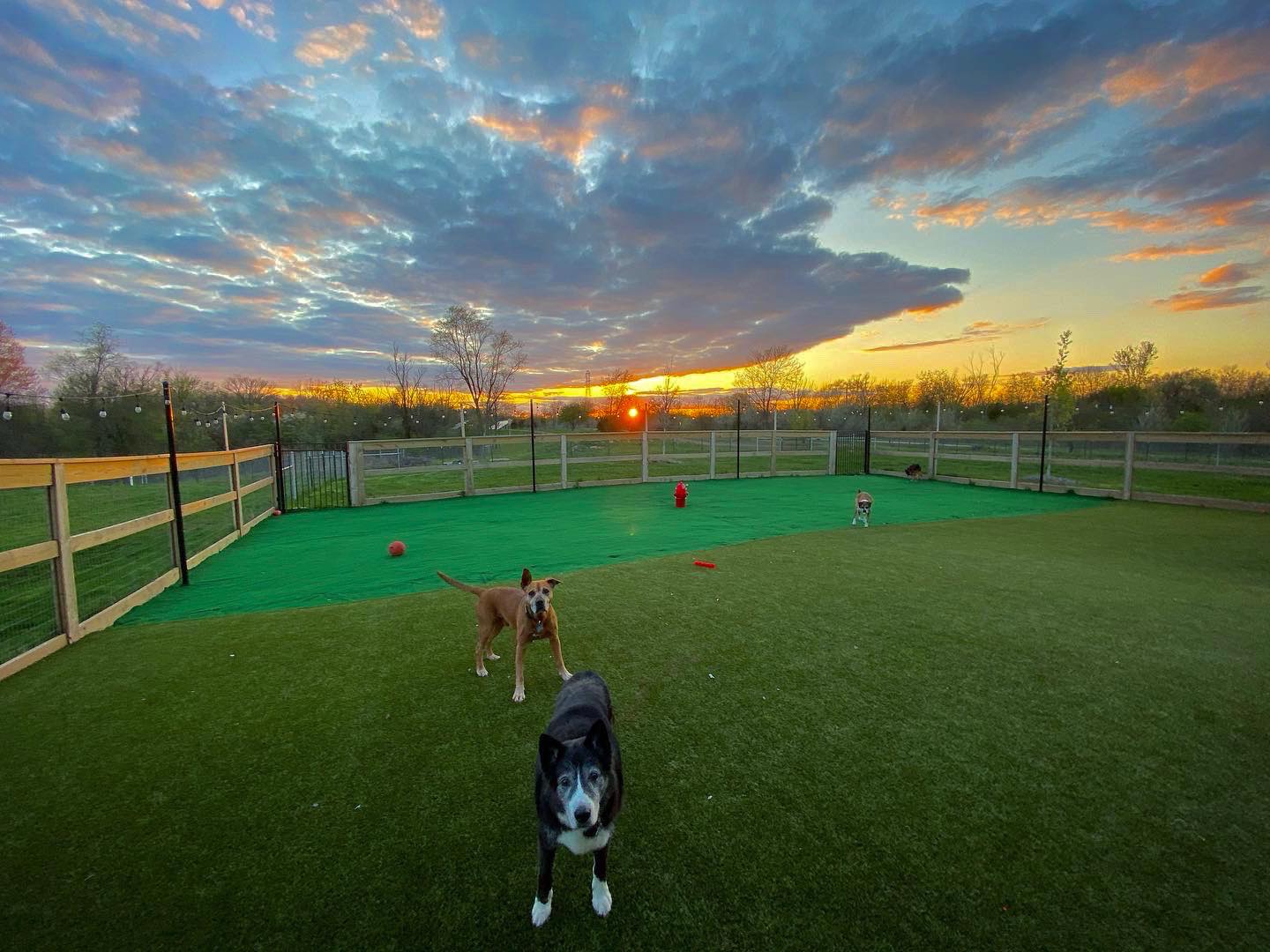 adoption center play yard