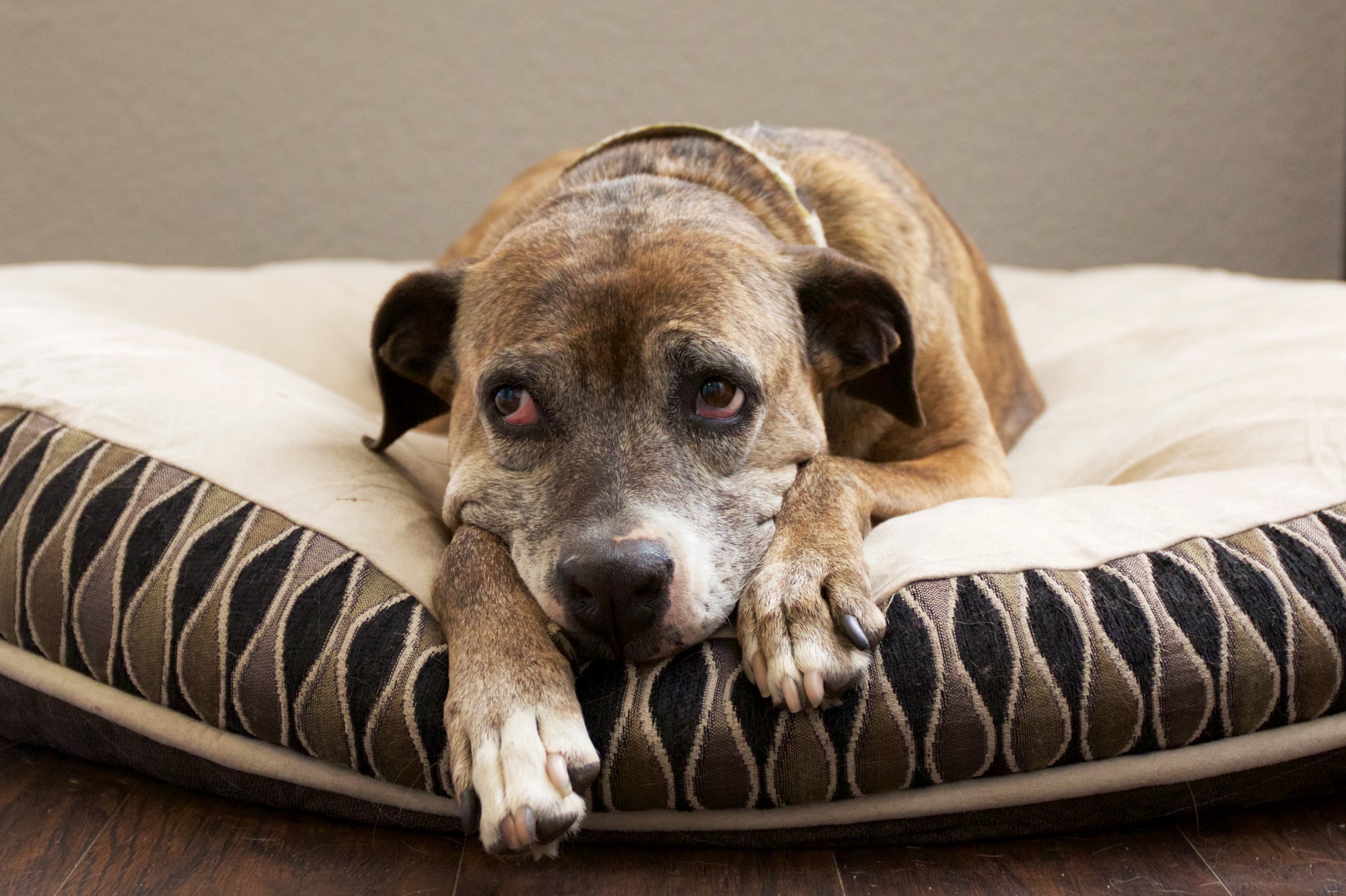 rehoming a senior pet