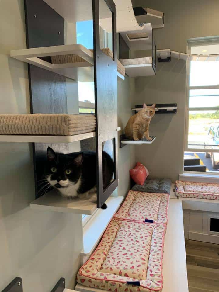 adoption center cat room