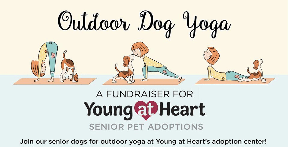 Yoga with the Young at Heart Dogs